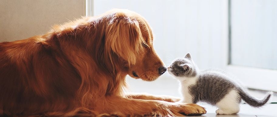 Assurance pour chien et chat